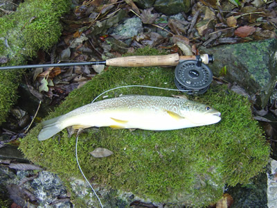 Marbled Trout